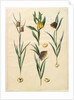 Fritilleria meleagris from the album Gottorfer Codex, c.1650 by Hans Simon Holtzbecher