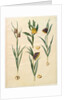 Fritilleria meleagris from the album Gottorfer Codex, c.1650 by Hans Simon Holtzbecher