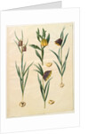 Fritilleria meleagris from the album Gottorfer Codex, c.1650 by Hans Simon Holtzbecher