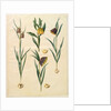 Fritilleria meleagris from the album Gottorfer Codex, c.1650 by Hans Simon Holtzbecher