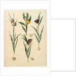 Fritilleria meleagris from the album Gottorfer Codex, c.1650 by Hans Simon Holtzbecher