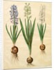 Hyacinthoides orientalis from the album Gottorfer Codex, c.1650 by Hans Simon Holtzbecher