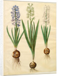 Hyacinthoides orientalis from the album Gottorfer Codex, c.1650 by Hans Simon Holtzbecher