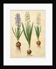 Hyacinthoides orientalis from the album Gottorfer Codex, c.1650 by Hans Simon Holtzbecher