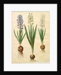 Hyacinthoides orientalis from the album Gottorfer Codex, c.1650 by Hans Simon Holtzbecher