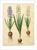 Hyacinthoides orientalis from the album Gottorfer Codex, c.1650 by Hans Simon Holtzbecher