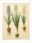 Hyacinthoides orientalis from the album Gottorfer Codex, c.1650 by Hans Simon Holtzbecher