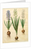 Hyacinthoides orientalis from the album Gottorfer Codex, c.1650 by Hans Simon Holtzbecher