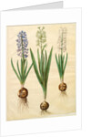 Hyacinthoides orientalis from the album Gottorfer Codex, c.1650 by Hans Simon Holtzbecher