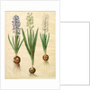 Hyacinthoides orientalis from the album Gottorfer Codex, c.1650 by Hans Simon Holtzbecher