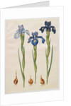 Iris xiphiodes from the album Gottorfer Codex, c.1650 by Hans Simon Holtzbecher