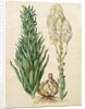 Lilium candidum monstrosum from the album Gottorfer Codex, c.1650 by Hans Simon Holtzbecher