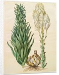 Lilium candidum monstrosum from the album Gottorfer Codex, c.1650 by Hans Simon Holtzbecher
