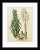 Lilium candidum monstrosum from the album Gottorfer Codex, c.1650 by Hans Simon Holtzbecher