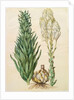 Lilium candidum monstrosum from the album Gottorfer Codex, c.1650 by Hans Simon Holtzbecher