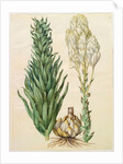 Lilium candidum monstrosum from the album Gottorfer Codex, c.1650 by Hans Simon Holtzbecher