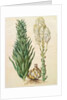Lilium candidum monstrosum from the album Gottorfer Codex, c.1650 by Hans Simon Holtzbecher