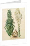 Lilium candidum monstrosum from the album Gottorfer Codex, c.1650 by Hans Simon Holtzbecher