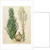 Lilium candidum monstrosum from the album Gottorfer Codex, c.1650 by Hans Simon Holtzbecher