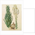 Lilium candidum monstrosum from the album Gottorfer Codex, c.1650 by Hans Simon Holtzbecher