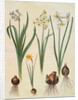 Narcissus tazetta, narcissus orientalis and corbularia bulbocodium from the album Gottorfer Codex, c.1650 by Hans Simon Holtzbecher