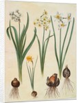Narcissus tazetta, narcissus orientalis and corbularia bulbocodium from the album Gottorfer Codex, c.1650 by Hans Simon Holtzbecher