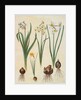 Narcissus tazetta, narcissus orientalis and corbularia bulbocodium from the album Gottorfer Codex, c.1650 by Hans Simon Holtzbecher