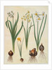 Narcissus tazetta, narcissus orientalis and corbularia bulbocodium from the album Gottorfer Codex, c.1650 by Hans Simon Holtzbecher