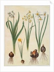 Narcissus tazetta, narcissus orientalis and corbularia bulbocodium from the album Gottorfer Codex, c.1650 by Hans Simon Holtzbecher