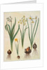 Narcissus tazetta, narcissus orientalis and corbularia bulbocodium from the album Gottorfer Codex, c.1650 by Hans Simon Holtzbecher