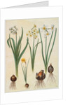 Narcissus tazetta, narcissus orientalis and corbularia bulbocodium from the album Gottorfer Codex, c.1650 by Hans Simon Holtzbecher