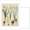 Narcissus tazetta, narcissus orientalis and corbularia bulbocodium from the album Gottorfer Codex, c.1650 by Hans Simon Holtzbecher
