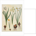 Narcissus tazetta, narcissus orientalis and corbularia bulbocodium from the album Gottorfer Codex, c.1650 by Hans Simon Holtzbecher