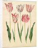 Tulipa gesneriana from the album Gottorfer Codex, c.1650 by Hans Simon Holtzbecher
