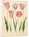 Tulipa gesneriana from the album Gottorfer Codex, c.1650 by Hans Simon Holtzbecher