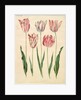 Tulipa gesneriana from the album Gottorfer Codex, c.1650 by Hans Simon Holtzbecher