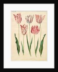 Tulipa gesneriana from the album Gottorfer Codex, c.1650 by Hans Simon Holtzbecher