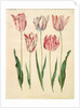 Tulipa gesneriana from the album Gottorfer Codex, c.1650 by Hans Simon Holtzbecher