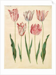Tulipa gesneriana from the album Gottorfer Codex, c.1650 by Hans Simon Holtzbecher