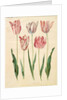 Tulipa gesneriana from the album Gottorfer Codex, c.1650 by Hans Simon Holtzbecher