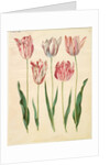Tulipa gesneriana from the album Gottorfer Codex, c.1650 by Hans Simon Holtzbecher