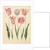 Tulipa gesneriana from the album Gottorfer Codex, c.1650 by Hans Simon Holtzbecher