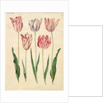 Tulipa gesneriana from the album Gottorfer Codex, c.1650 by Hans Simon Holtzbecher