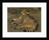 Wild Cat, 1850 by Rosa Bonheur