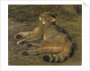 Wild Cat, 1850 by Rosa Bonheur