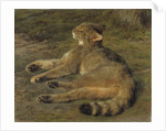 Wild Cat, 1850 by Rosa Bonheur