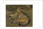 Wild Cat, 1850 by Rosa Bonheur