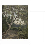 A Tree study by Anna Nordlander