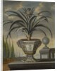 Pineapple plant, 1729 by David von Coln
