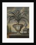 Pineapple plant, 1729 by David von Coln